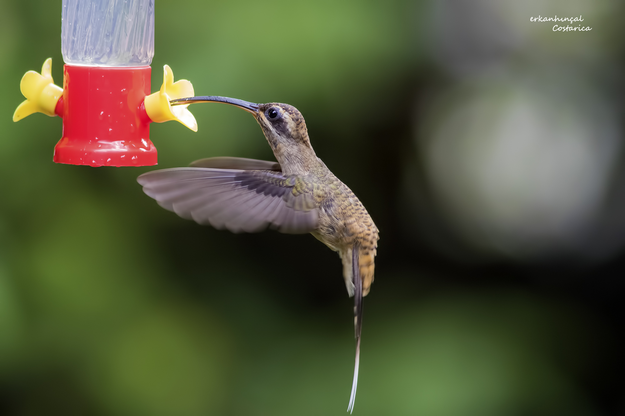 Long-billed Hermit
